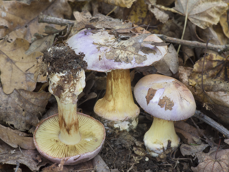 Cortinarius xanthophyllus